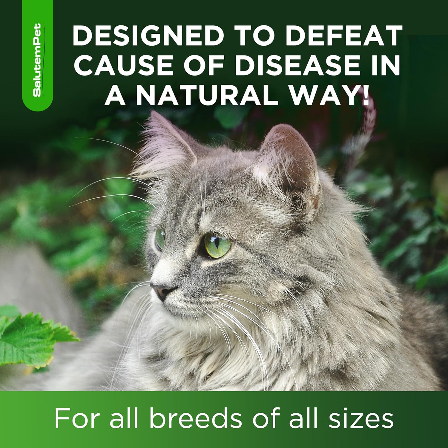 Cat_Antibiotic_for_Infections,_UTIs,_Respiratory_Moments,_Cold,_&_Allergies_|_Antibiotics_for_Cats_of_All_Ages_&_Breeds_|_Liquid_Form_|_Natural_Supplement_with_Chicken_Flavor_|_2_Oz