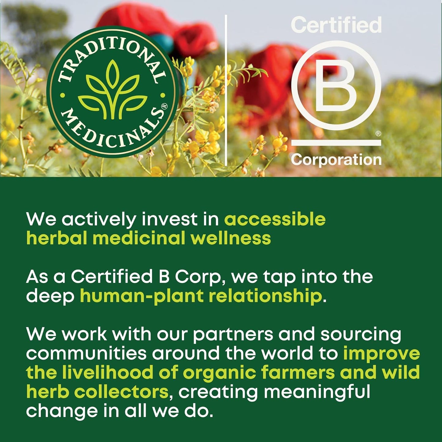 Traditional_Medicinals_Organic,_Stress_Ease_Focus,_Ginseng_Wild_Apple_Mint_Tea_-_Balanced_Energy_Support_&_Adaptogens_-_Kosher,_Non-GMO,_Caffeine-Free,_Compostable_-_16_Tea_Bags