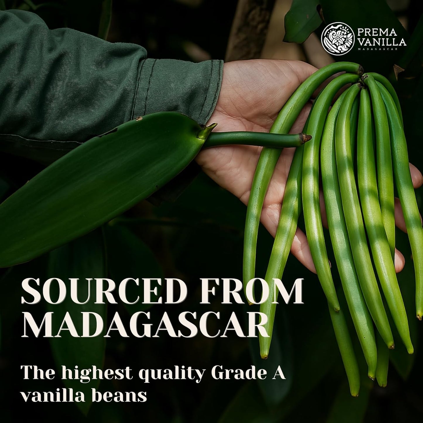 PREMA_VANILLA_Madagascar_Vanilla_Beans,_Grade_A_Bourbon_Pods_For_Making_Vanilla_Extract,_Good_For_Cooking_And_Baking,_Rich_and_Intense_Aroma,_Pack_of_10_Beans_Plus_1_Gift_Bean