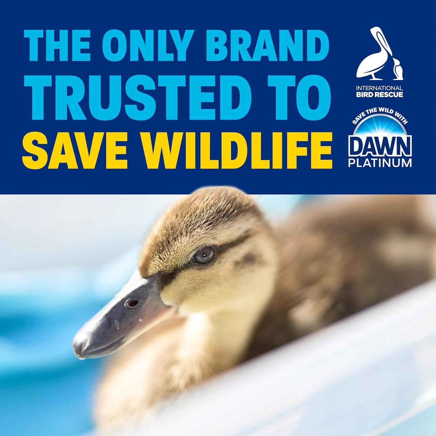 Dawn Dishwashing Liquid