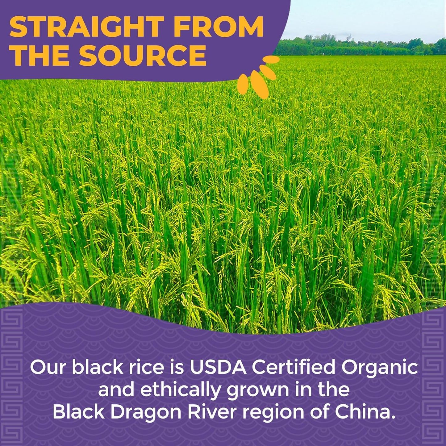 Lotus_Foods_Organic_Forbidden_Rice_-_Black_Rice_Organic,_Purple_Rice,_Black_Rice_Bulk,_Gluten_Free_Heirloom_Rice,_Whole_Grain,_Non_GMO,_Vegan_-_15_Oz_Bag_(Pack_of_1)