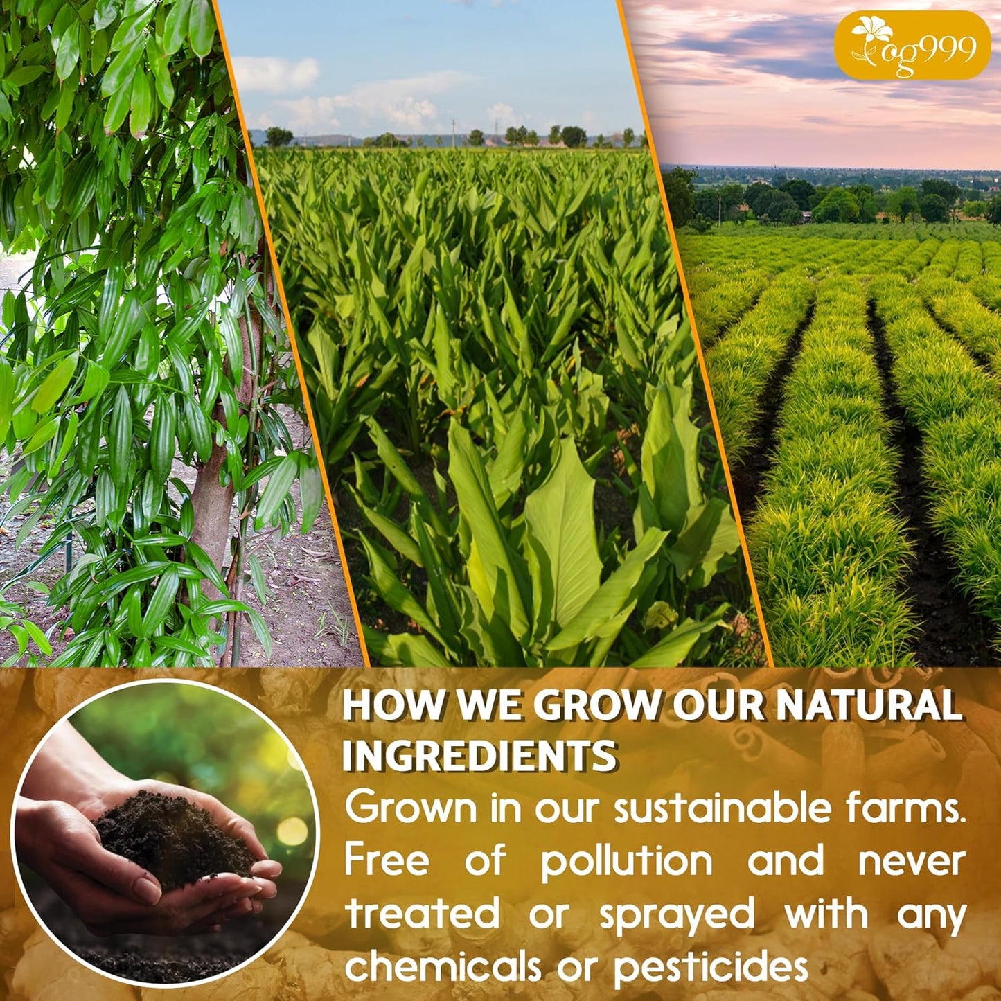 TOG999,_60_Bags_Premium_Turmeric_Ginger_Cinnamon_Tea,_Improve_Digestion,_Support_Brain,_Weight,_Skin_and_Sleep,_Eco-Conscious_Tea_Bags_and_Premium_Natural_Ingredients._Turmeric_Ginger_Herbal_Tea._No_Sugar,_No_Caffeine,_No_Gluten,_Vegan.