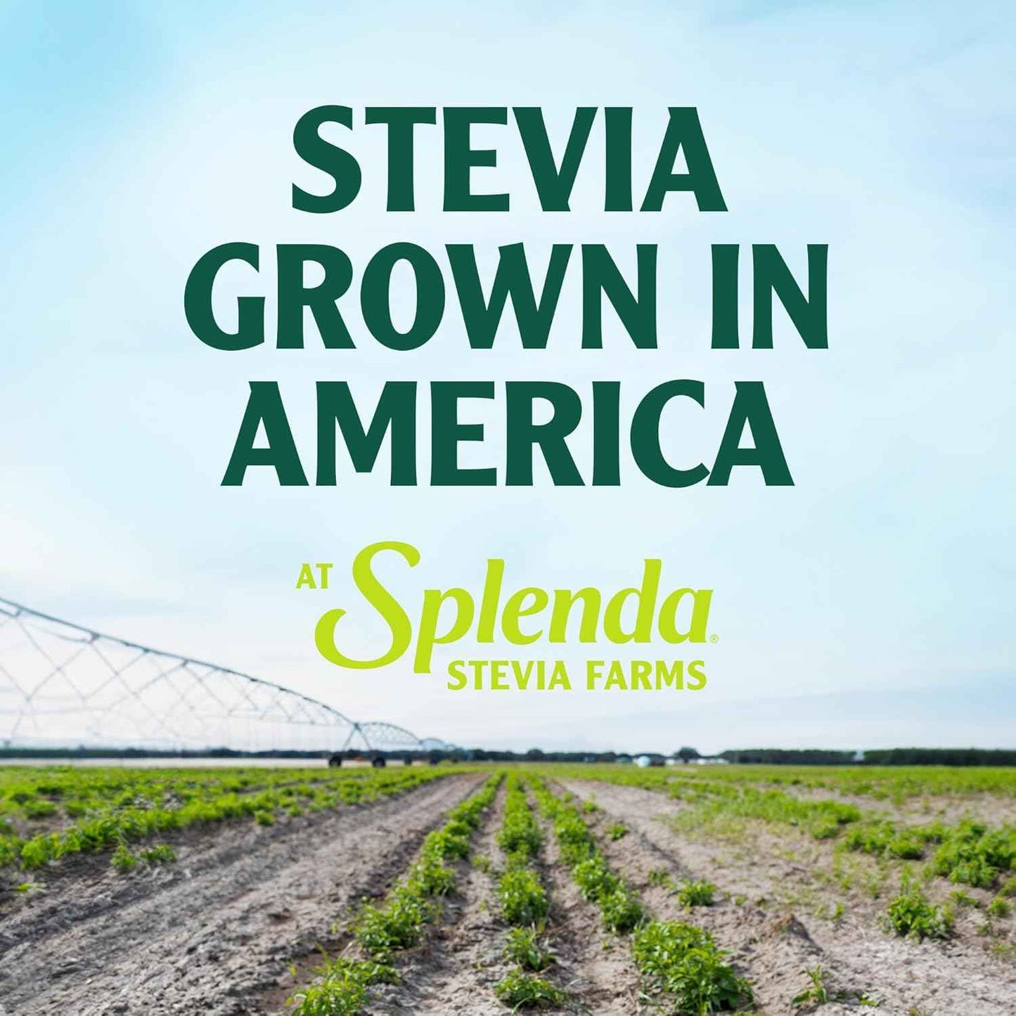 SPLENDA Stevia Zero Calorie Sweetener – Family Friendly Sugar Substitute for Lunchbox Treats