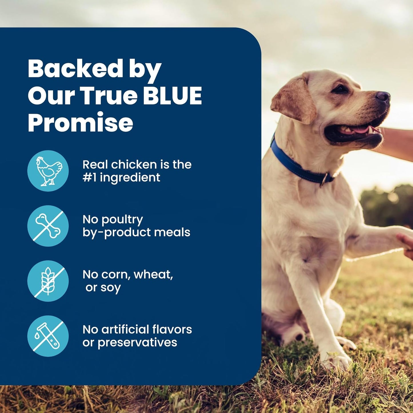Blue Buffalo Senior Life Protection Chicken & Brown Rice – Clean-Label Nutrition with AAFCO-Compliant Senior Formula, 6 lb