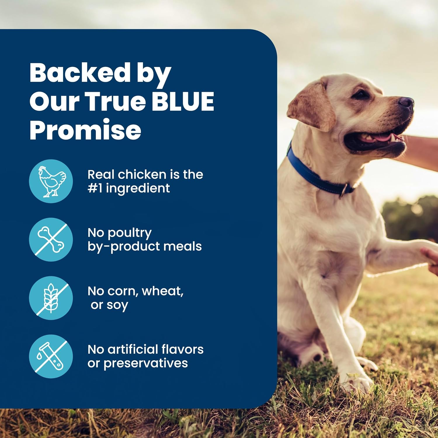Blue Buffalo Senior Life Protection Chicken & Brown Rice – Clean-Label Nutrition with AAFCO-Compliant Senior Formula, 6 lb