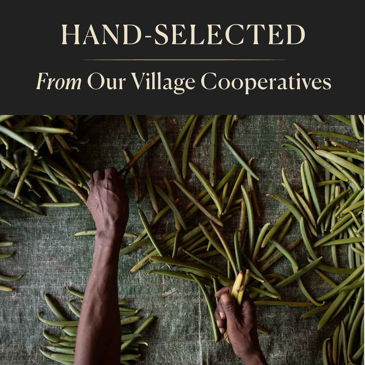 Cook's Premium Organic Madagascar Vanilla Beans – Gourmet Ingredient for Upscale Dessert and Pastry Creations