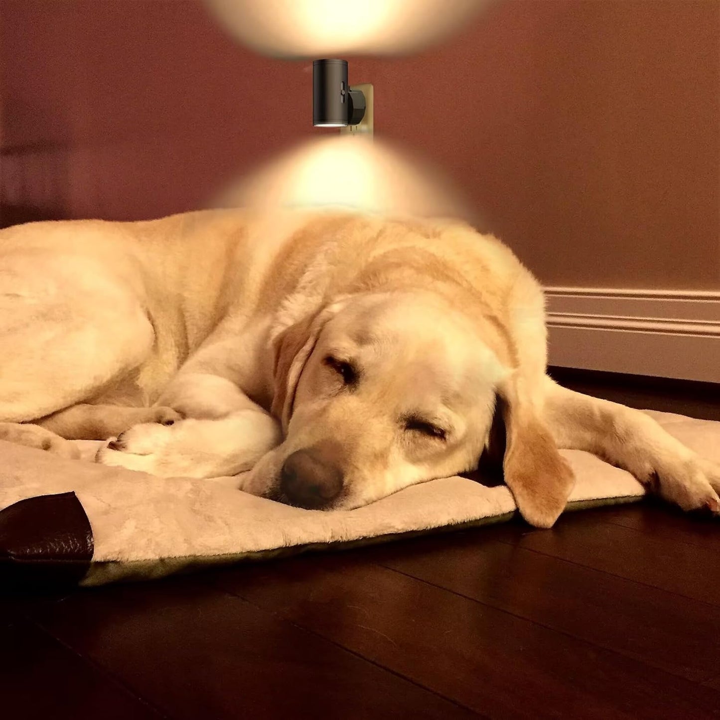 GEPLAD Plug-in LED Night Light – Dusk-to-Dawn Sensor Nightlight for Safer Stairways, Hallways, and Bedrooms