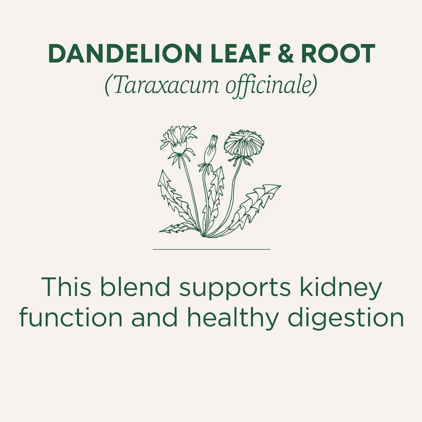 Traditional Medicinals Organic Dandelion Leaf & Root Tea – Travel-Friendly Herbal Brew for Camping Mornings