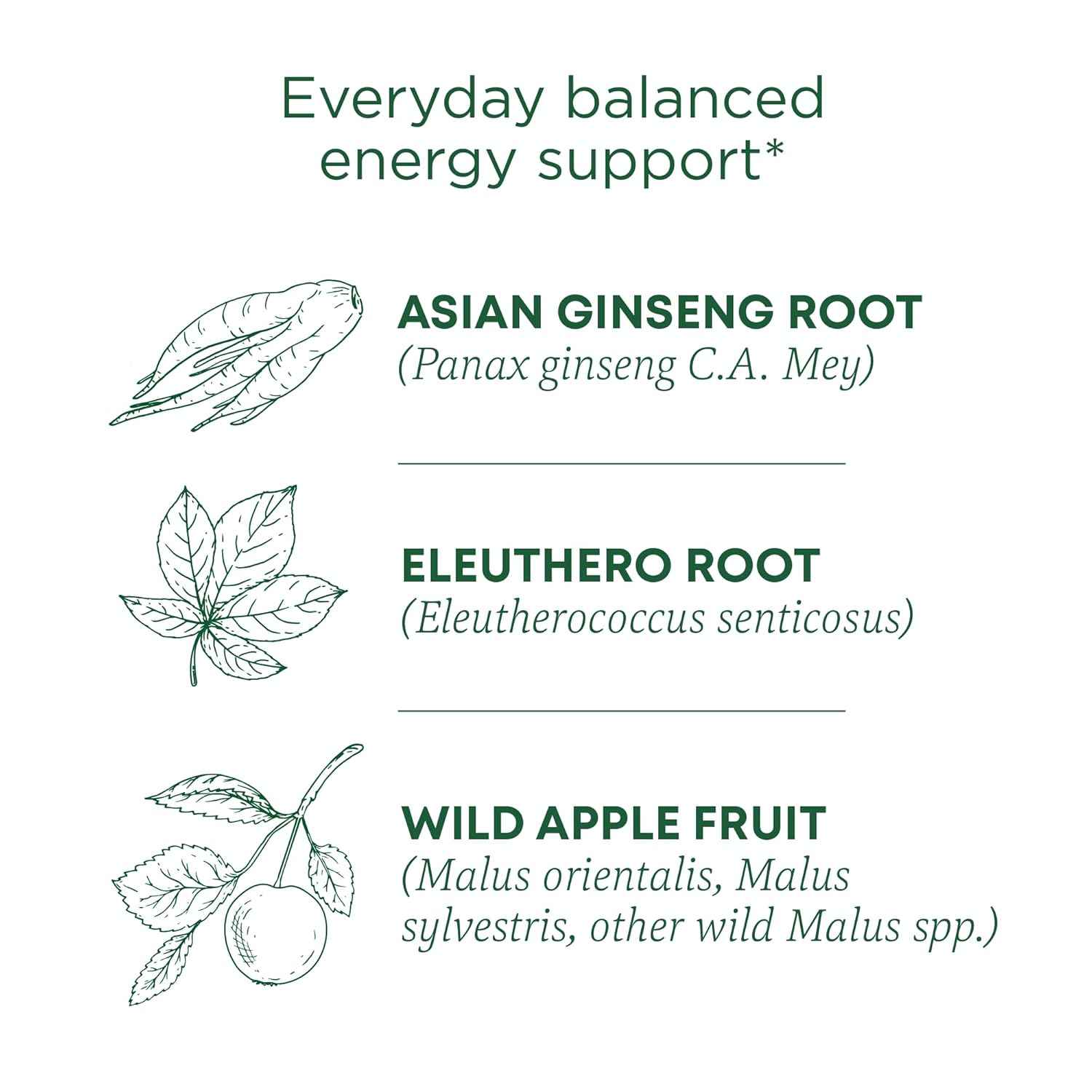 Traditional Medicinals Stress Ease Focus Tea – Clean-Label Adaptogen Blend for the Intentional Pantry, 16 Bags